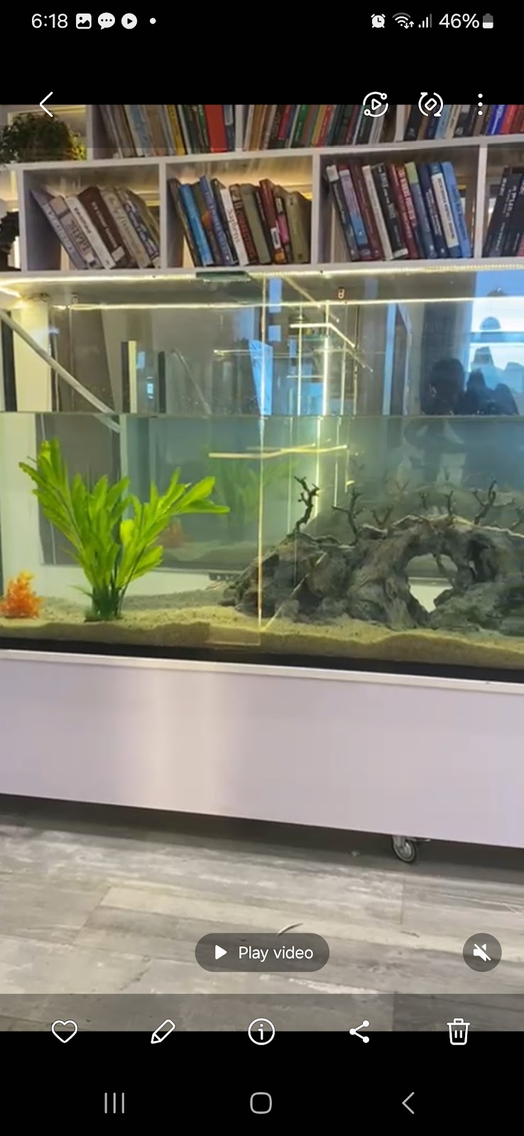 ስንጥብ🐬AQUATICS (SINTIB AQUATICS)
